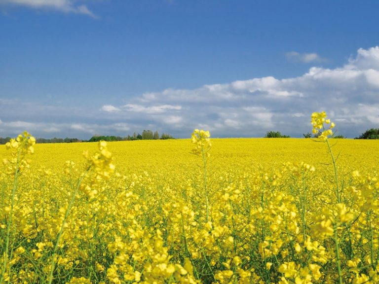 Accueil Rose Blanche Group